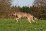 IRISH WOLFHOUND 344